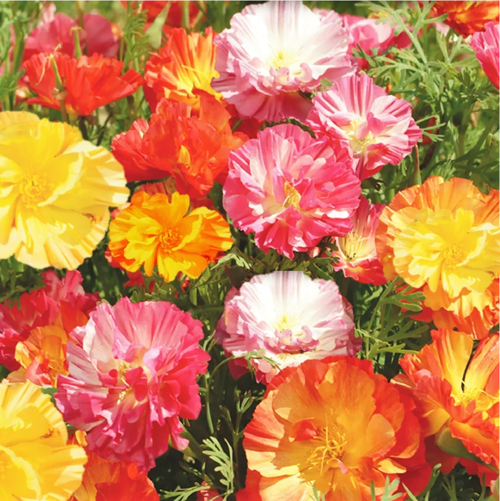 California Poppy & Rainbow Iceland Paper Flower Seeds - Ballerina Mix, Annual, Eschscholzia californica & Papaver nudicaule