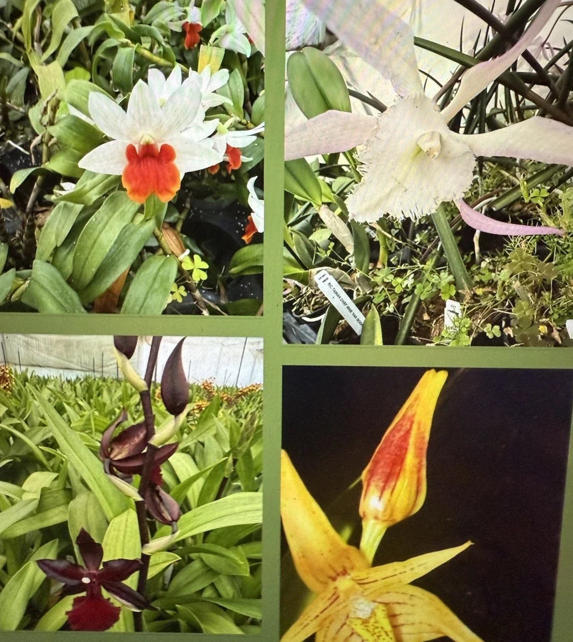 Orchid Plant Seedlings - Bare Root, New Varieties, Orchidaceae, Indoor & Outdoor Gardening