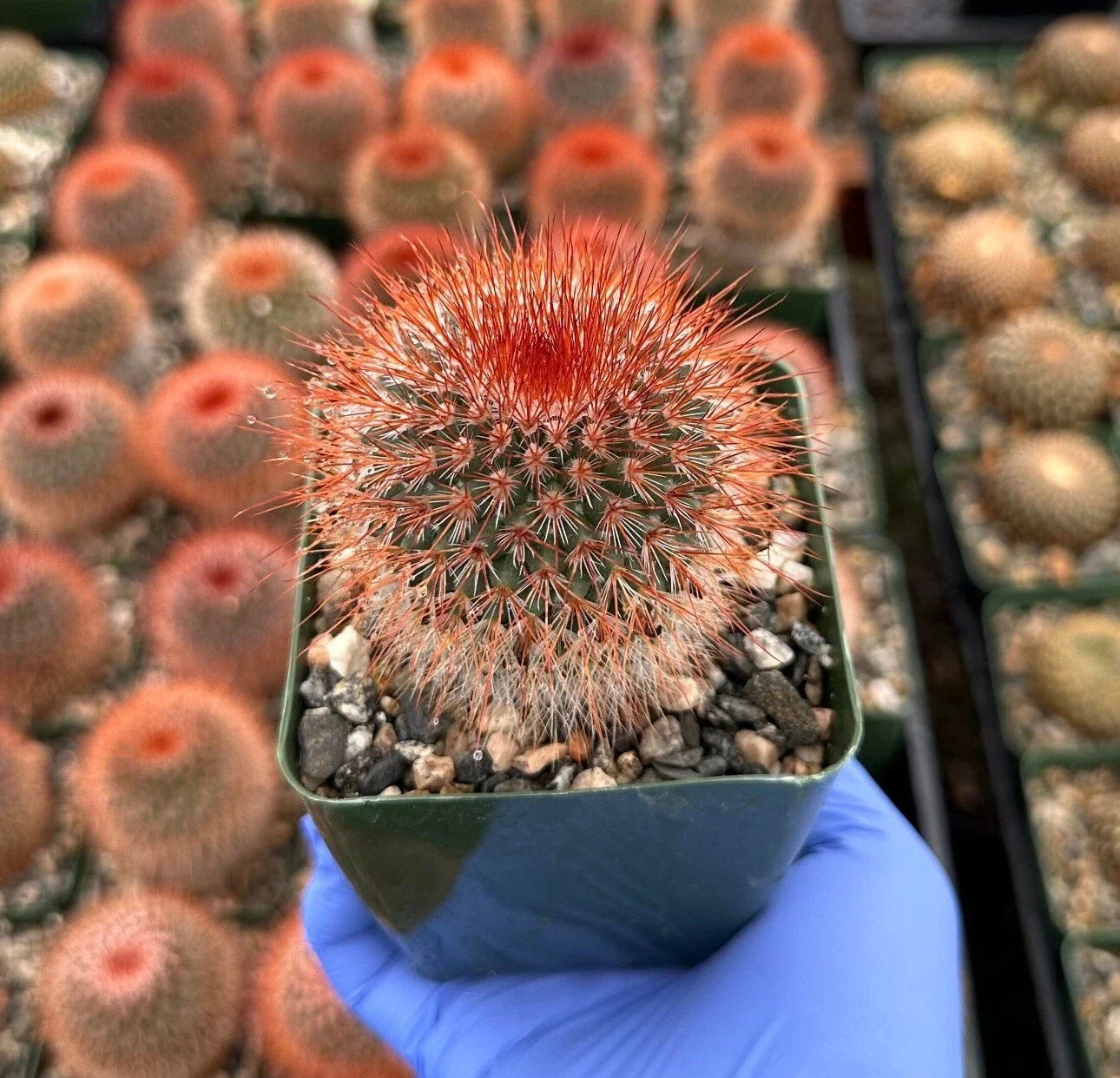 Red Headed Irishman Cactus 4-Inch Pot Mammillaria Spinosissima Unique Succulent Plant for Home Decor