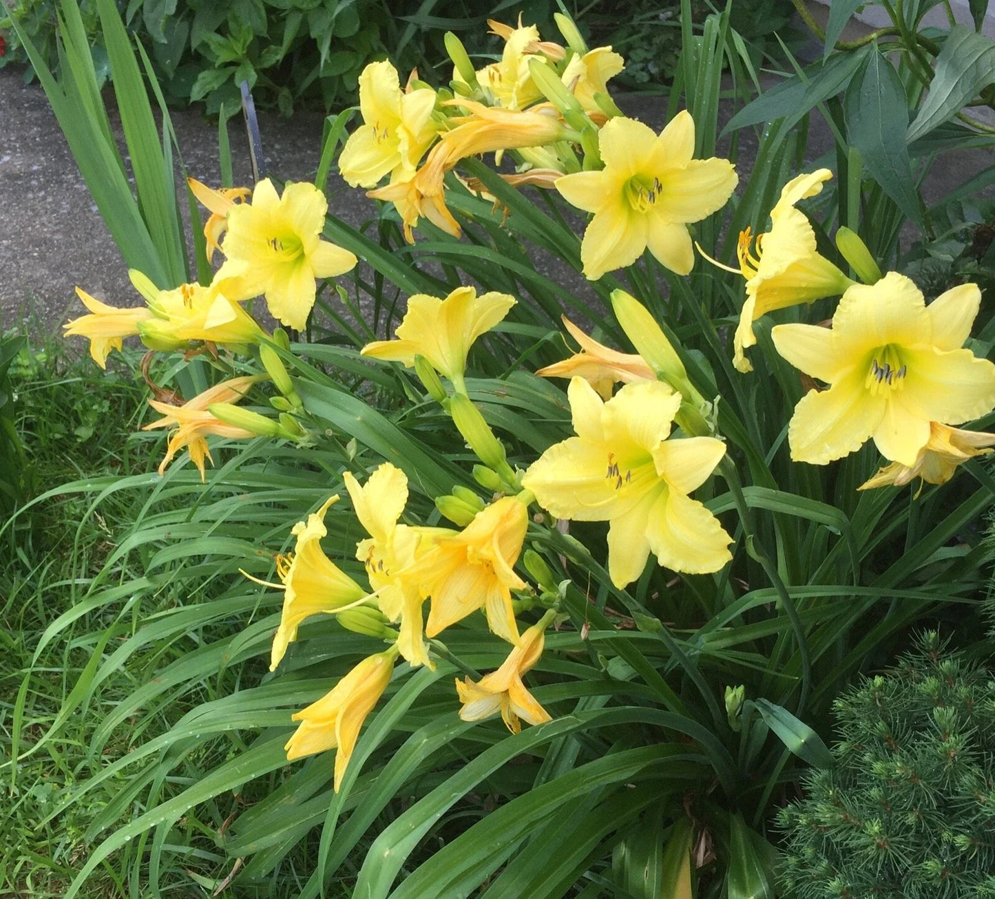 Daylily Root Bare Root Hemerocallis Perennial Flowering Plant for Garden Beds and Containers