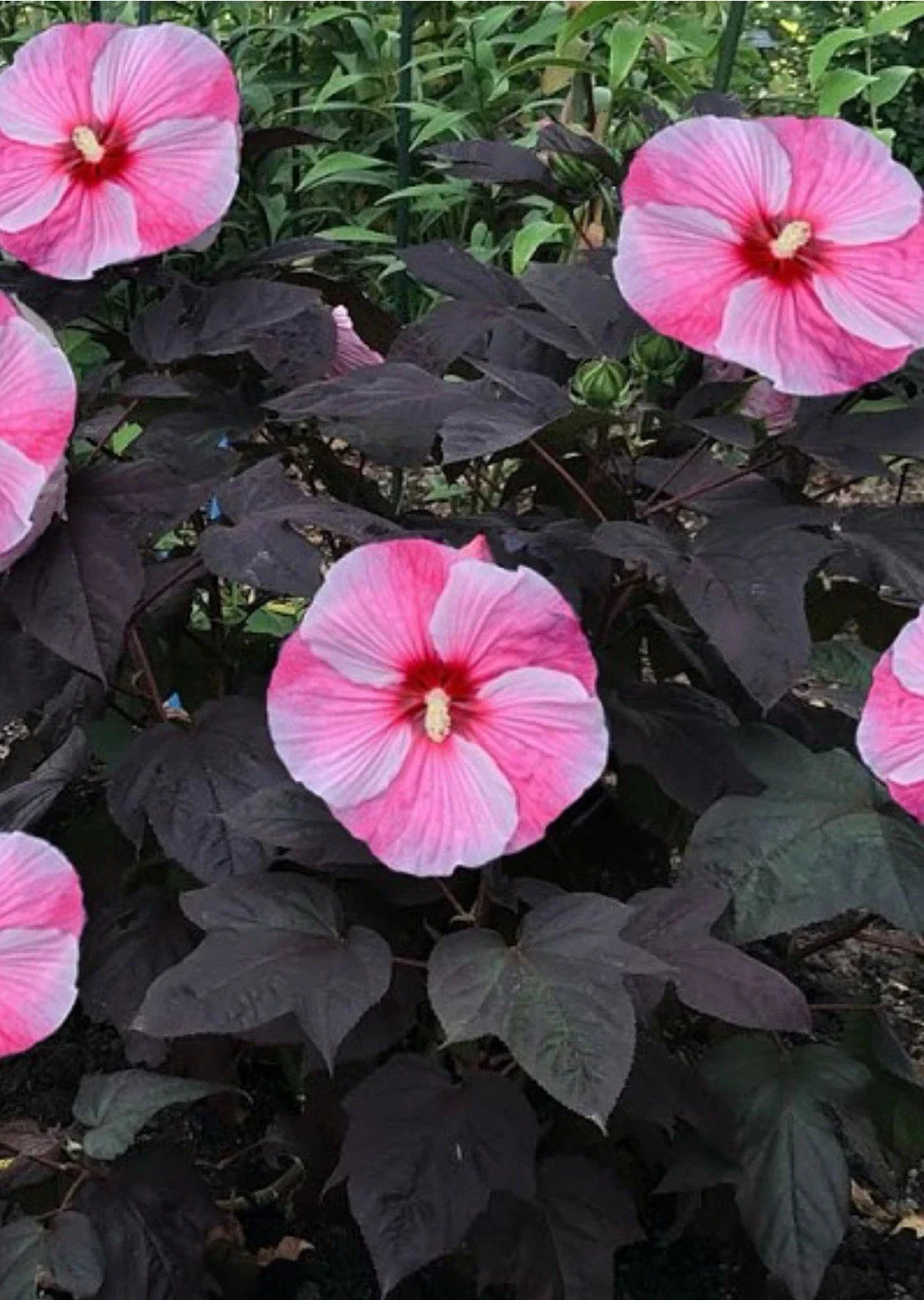 Starry Starry Night Hibiscus Plant - Small Rooted Starter with Large Deep Purple Blooms