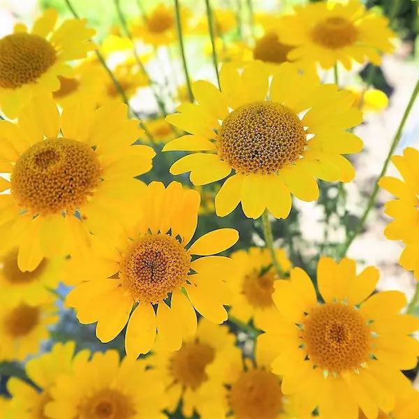 Golden Marguerite Daisy Seeds - 50 Organic Anthemis tinctoria Flower Seeds for Borders & Pollinators