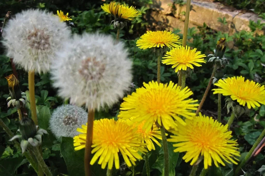 Organic Dandelion Seeds Taraxacum officinale Herbaceous Perennial for Edible Landscaping, USA Grown