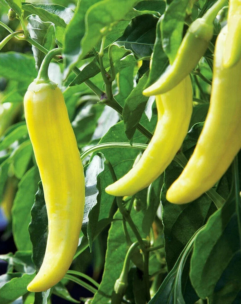 Sweet Banana Pepper Seeds – 50+ Pack, Mild Culinary Flavor, Capsicum annuum, Bushy Plants 18-24 inches