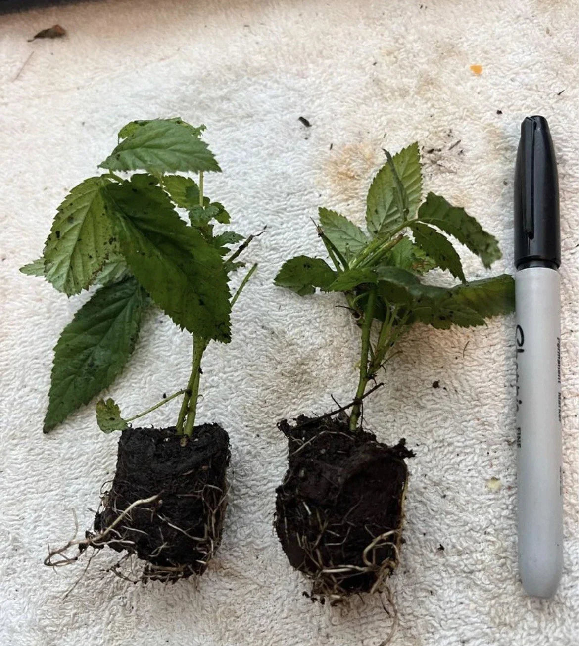 Boysenberry Plant – Live Bare Root Rubus Hybrid Vine for Garden, Patio & Orchard | Sweet Juicy Berries