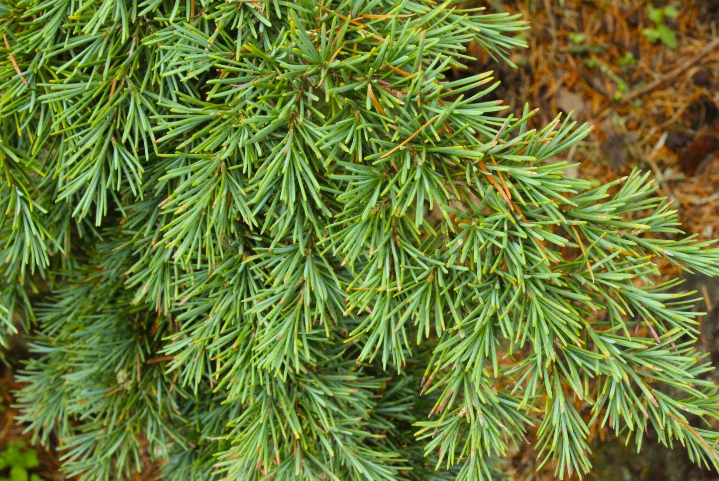 Mountain Hemlock Tree Seedling | Bare Root Tsuga mertensiana for Landscape or Bonsai