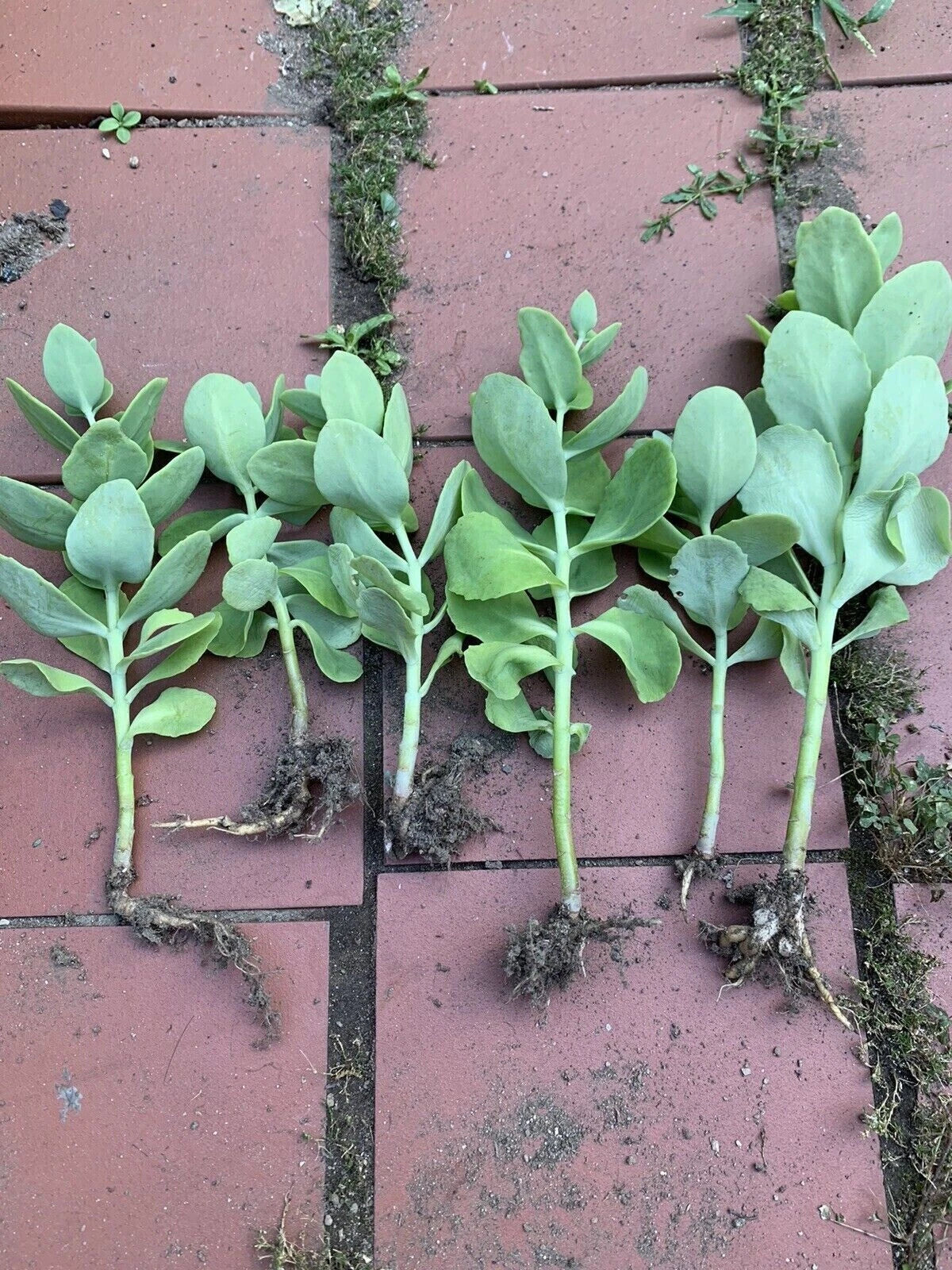 Sedum Autumn Joy Bare Root Live Plant | Pink Blooms, Drought Tolerant Perennial Succulent