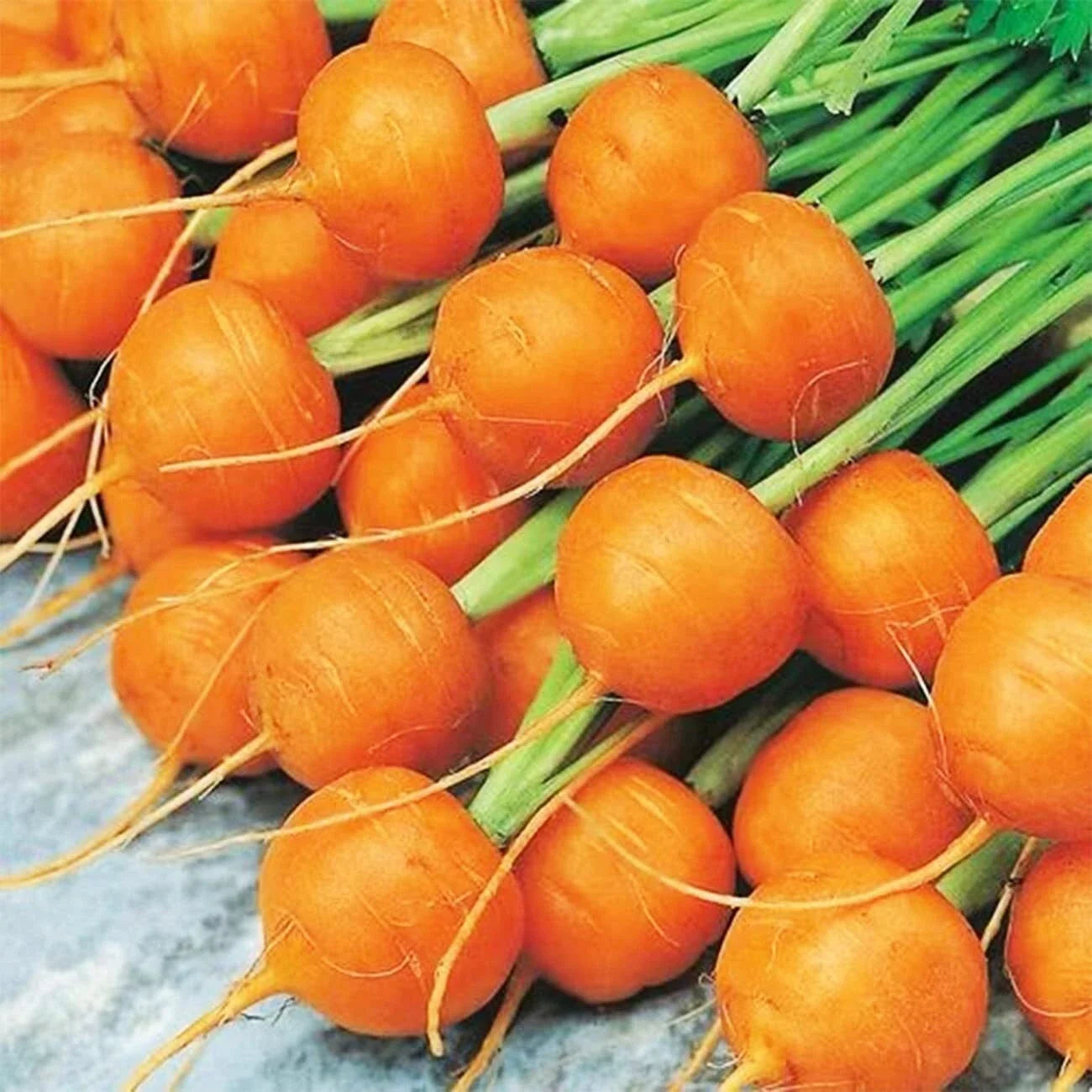 Round Parisian Carrot Seeds | Heirloom Non-GMO | Compact Vegetable Seeds | Daucus carota
