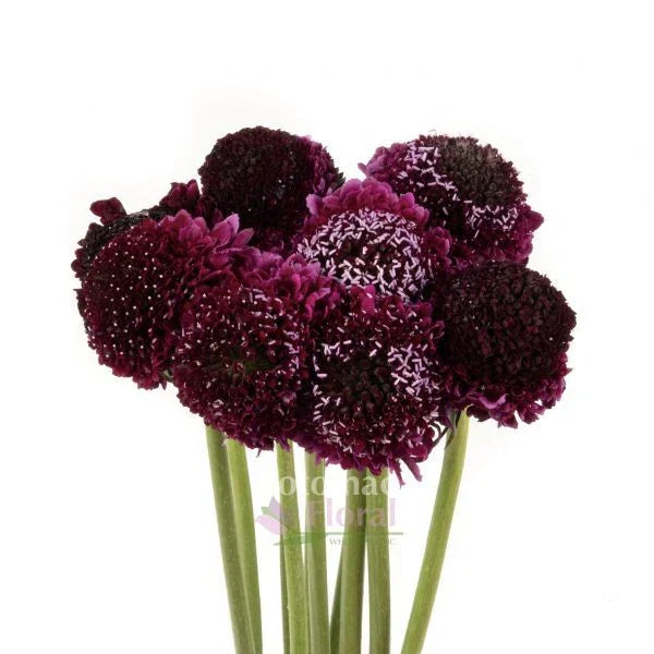 Scabiosa 'Burgundy Black Knight' Seeds - 40 Pack | Scabiosa atropurpurea
