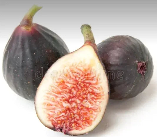 Fig Cuttings for Propagation - Violette de Bordeaux (Negronne) Ficus carica - 2 Pack