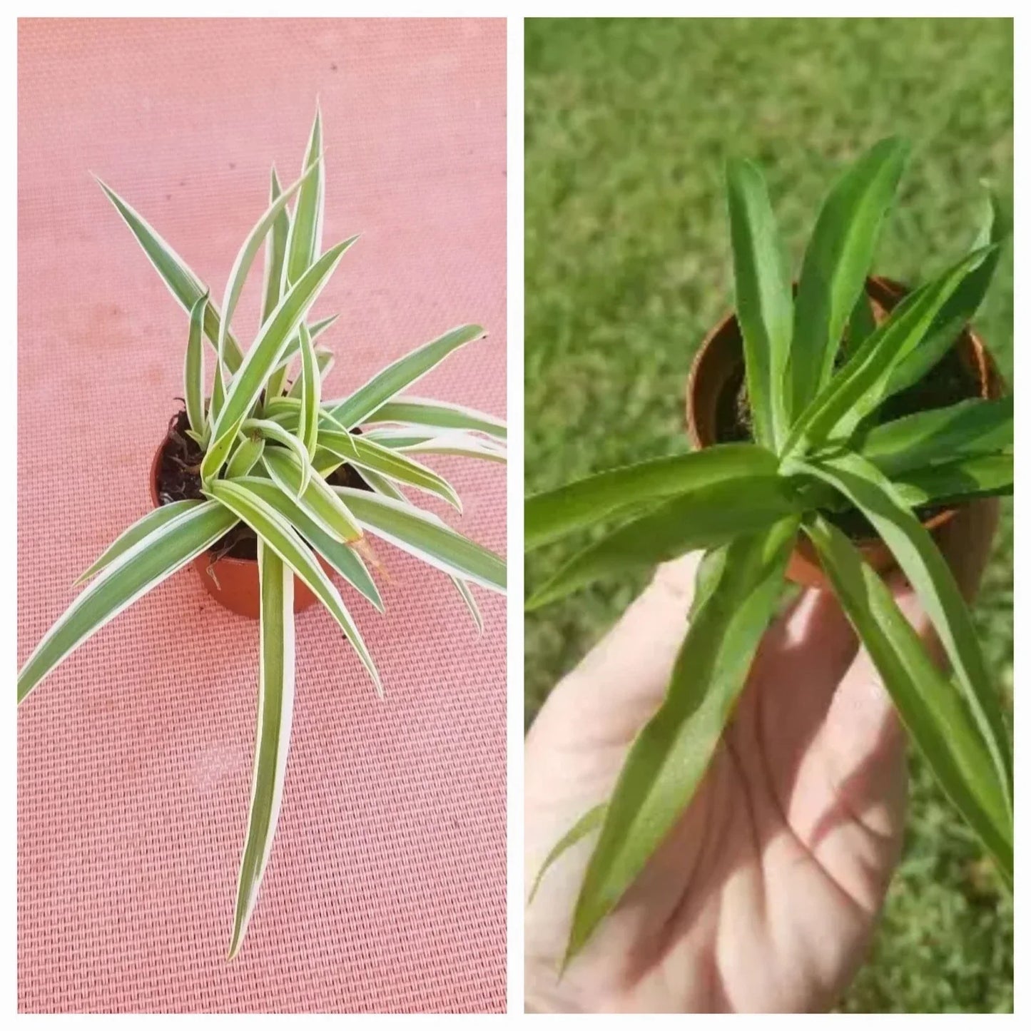 Set of 2 Spider Plants - Variegated & Solid Green Chlorophytum comosum Houseplants