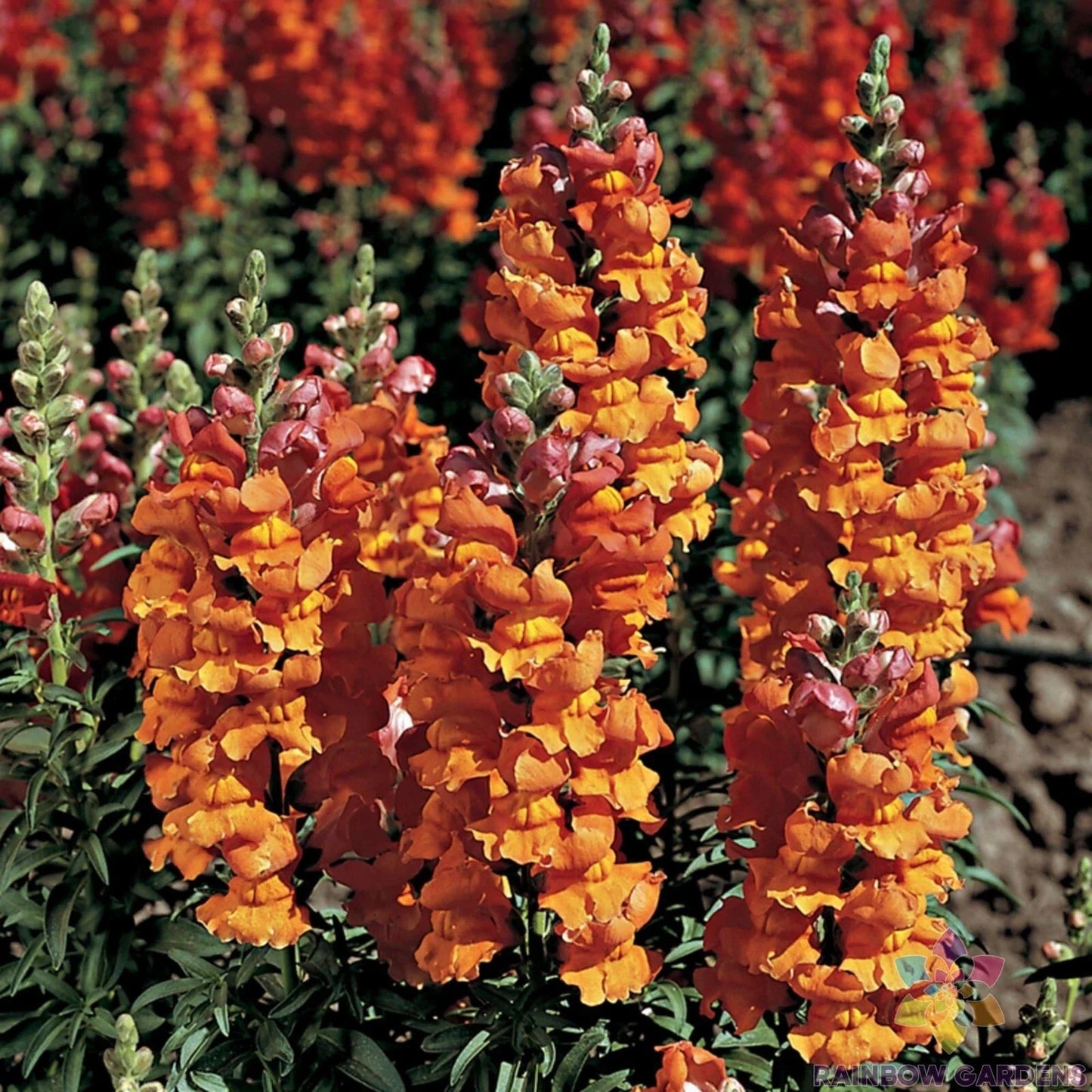 Liberty Bronze Snapdragon Seeds - 1000+ Antirrhinum majus Garden Seeds for Borders & Containers - USA Grown