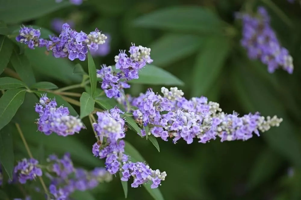 Monks Pepper Tree Seeds - 30 Count Vitex agnus-castus for Garden Growth