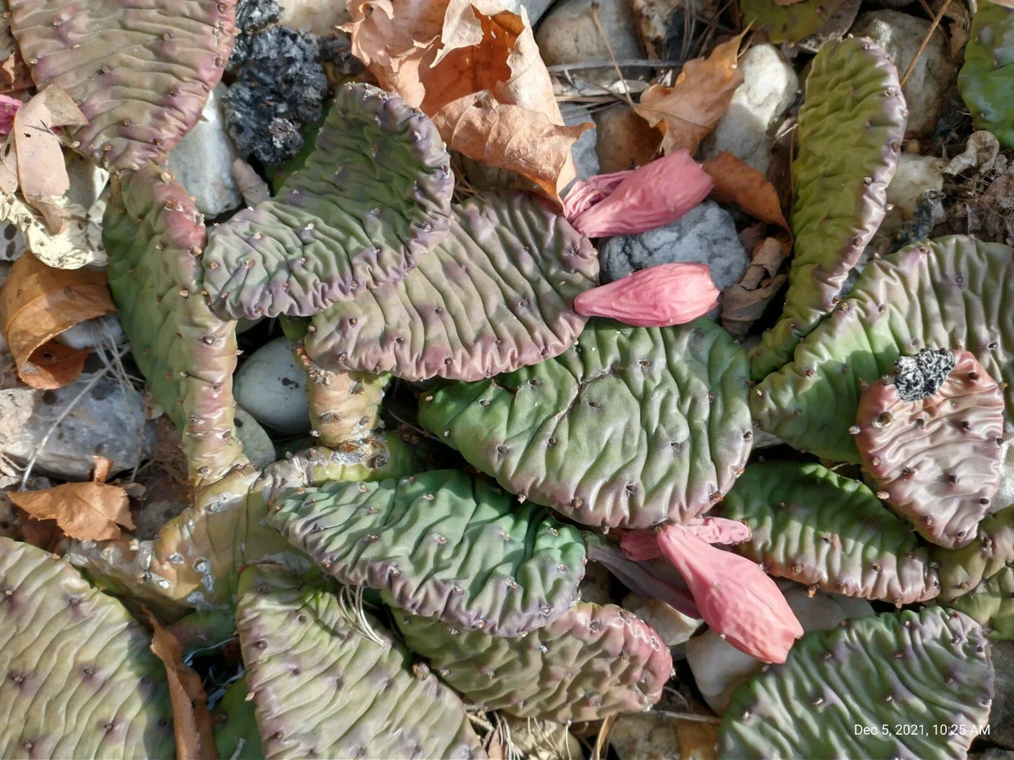 Large Cold Weather Prickly Pear Cactus Pads - Opuntia spp. - 3 Pack, 6-10 Inches, Drought-Tolerant