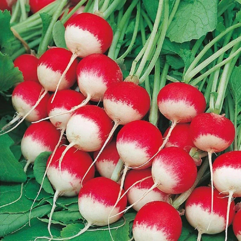 Radish Seeds - Sparkler Variety - Raphanus sativus - Crisp, Bright Red, Open-Pollinated, Non-GMO, Packet of Seeds