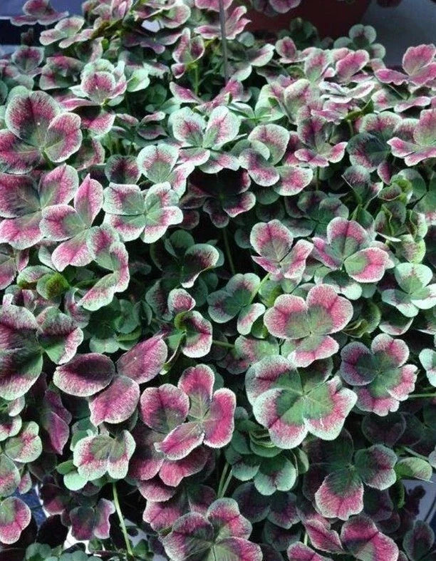 Coco Mint Clover Live Starter Plant - Bare Root Groundcover - Trifolium repens - Perennial, Low-Growing, Drought Tolerant