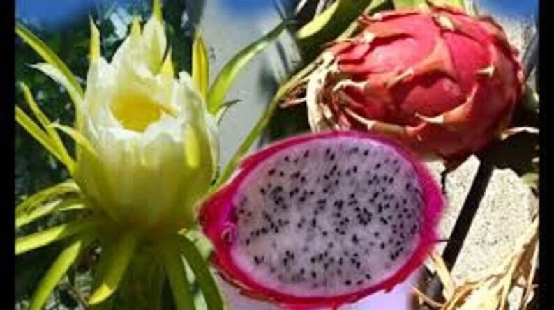 Pink Dragon Fruit Seeds - 200 Count, Hylocereus undatus, Organic, Non-GMO, USA Grown, for Home Gardens & Container Planting