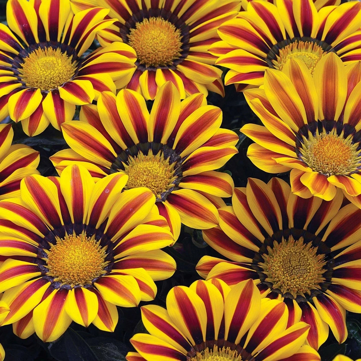 Exotic Gazinga Blanket Flower Seeds - Gaillardia aristata Colorful Mix for Borders & Pollinators - 100 Seeds