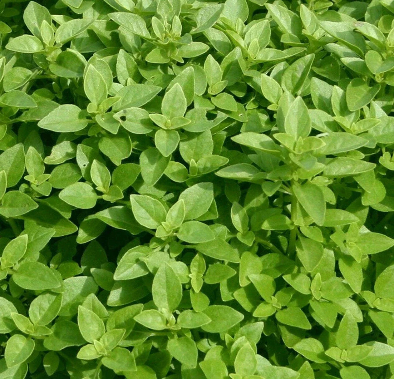 Spicy Globe Basil Seeds 300+ Pack | Ocimum basilicum Culinary Herb