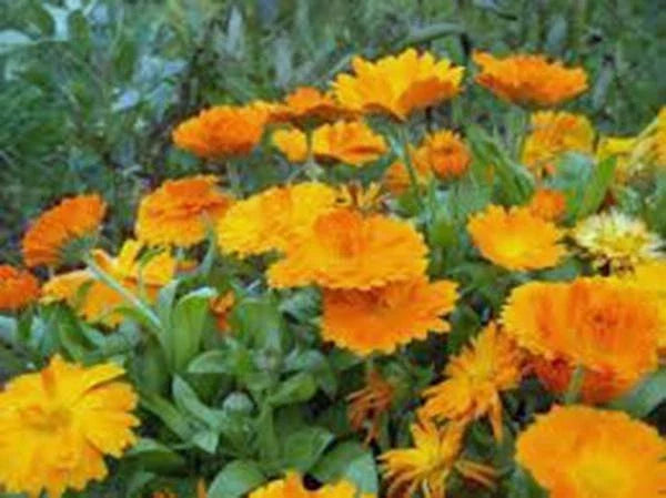 Calendula Seeds - 1000+ Vivid Golden Blooms - Calendula officinalis - Flower Seeds for Garden, Borders, Containers
