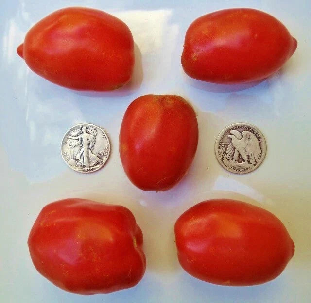 Amish Paste Tomato Seeds – Heirloom, Sauce, Canning, Solanum lycopersicum, 25 Pack