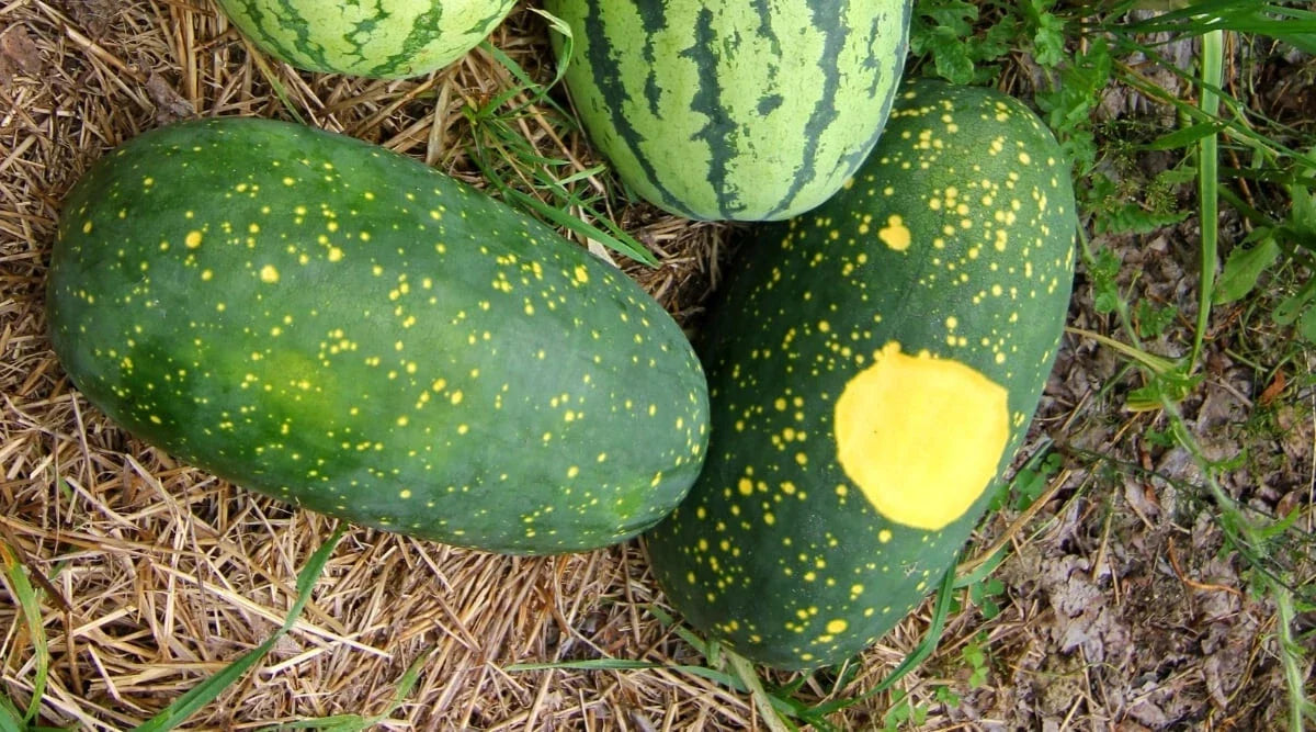 Moon and Stars Watermelon Seeds - 50+ Pack Citrullus lanatus Heirloom Garden Planting