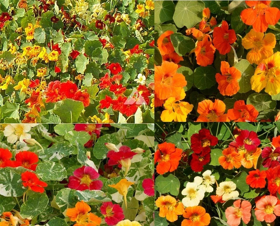 Nasturtium Seeds Bulk 100 Count Dwarf Edible Flowers Tropaeolum majus Non-GMO Garden Seeds
