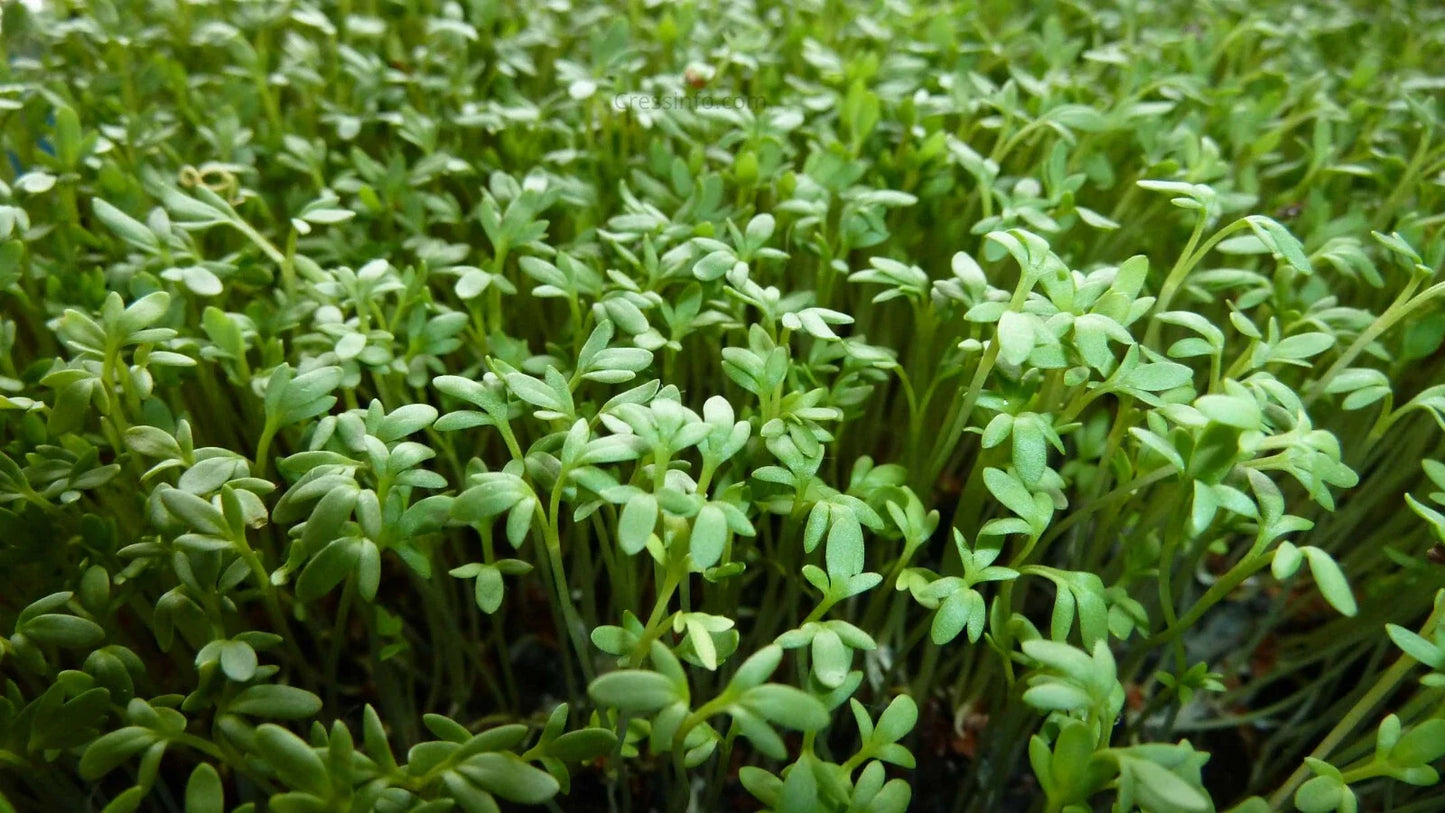 Curly Garden Cress Seeds Pack | Organic Lepidium sativum Herb for Indoor & Outdoor Gardening, 200-6400 Seeds