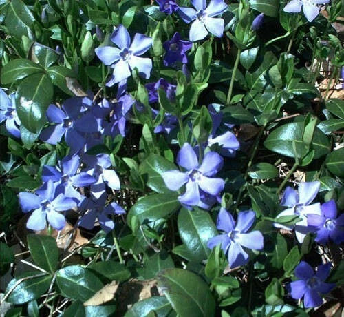 Creeping Myrtle Ground Cover Plants, 25 Bare Root Vinca Minor, Live Periwinkle, Low Maintenance, Purple Flowers
