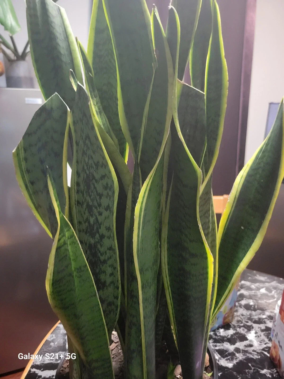 Variegated Snake Plant | Sansevieria Laurentii | 6" Pot | Low Maintenance Indoor Plant