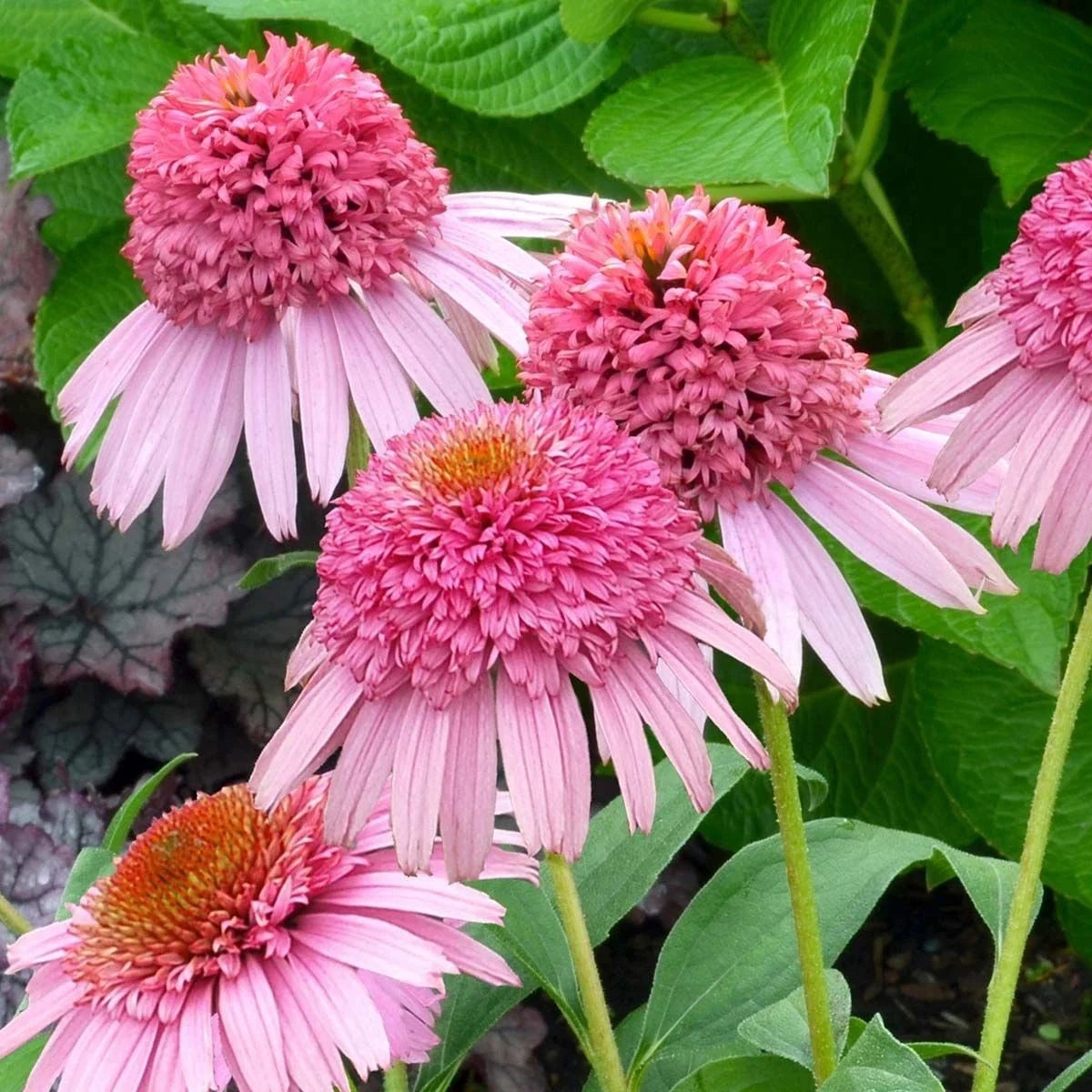 Coneflower Live Plant - 'Butterfly Kisses' Pink Double Flowers - Echinacea purpurea - Perennial Garden Plant