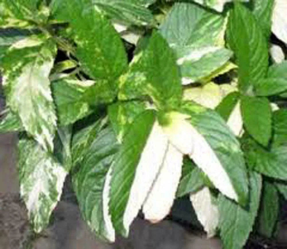 Peppermint Seeds (500+) | Heirloom Non-GMO Mentha × piperita Herb