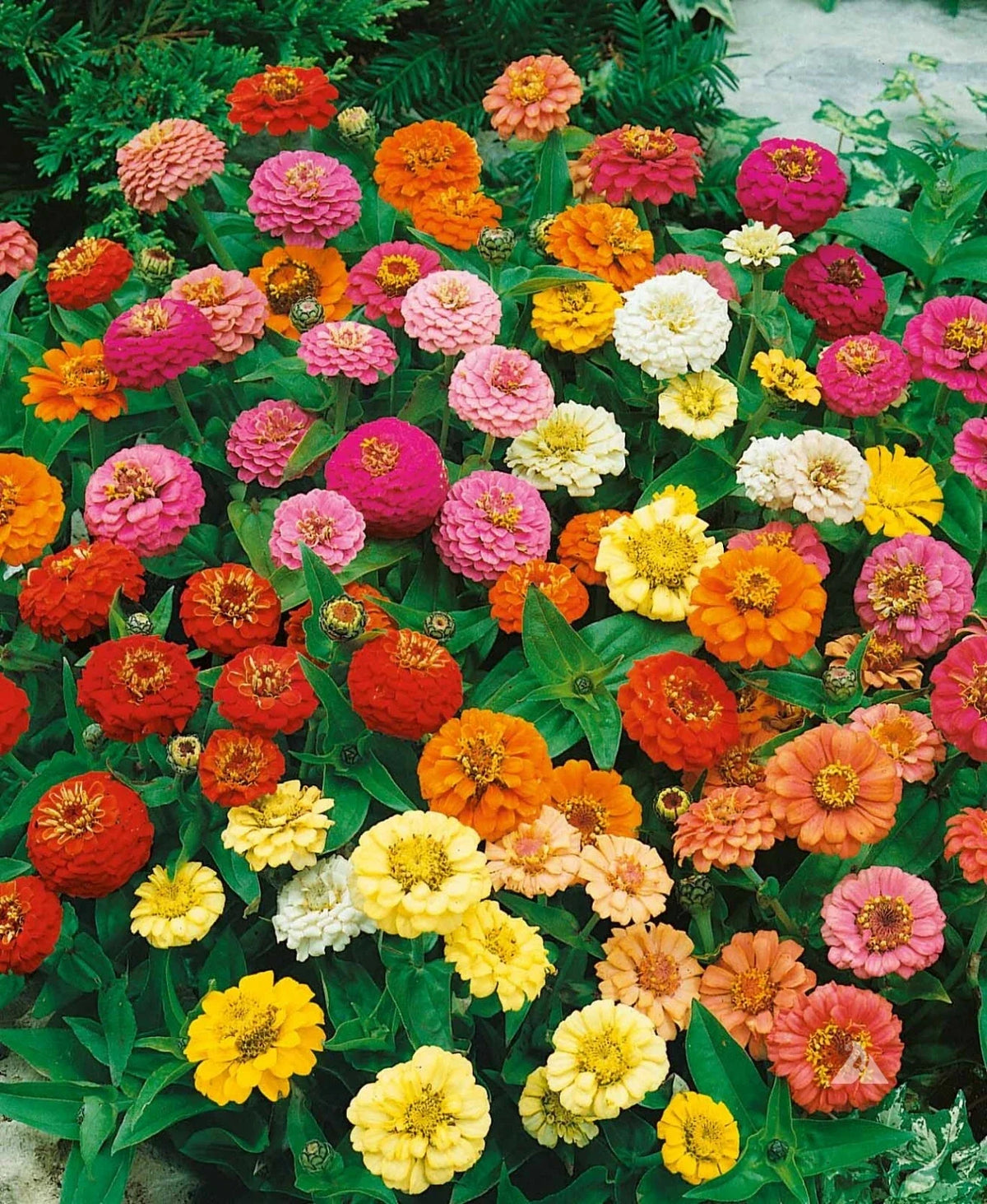 Zinnia Seeds - Thumbelina Mix Dwarf - Non-GMO, Butterfly & Hummingbird Attracting - Zinnia elegans, 200 Pack