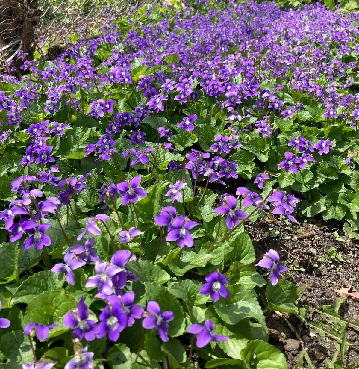 Purple Wild Violet Rhizomes 100+ Organic Viola Perennial Edible Herbaceous Plant