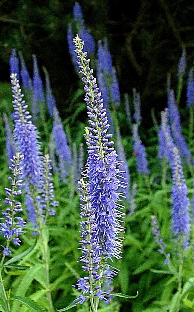 Blue Veronica Longfolia Seeds - Perennial Speedwell Flower, 160 Seeds, Veronica longifolia, Garden Plants for Borders & Containers