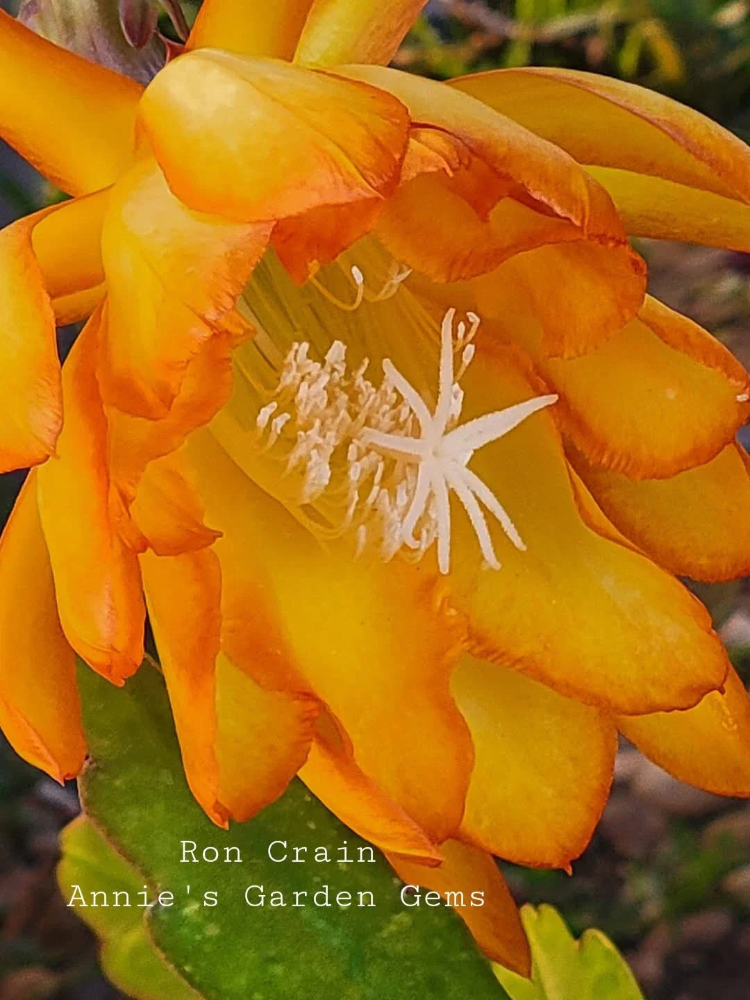 Epiphyllum Ron Crain Cuttings - Unrooted Orchid Cactus - 8-10 Inches Long - Unique Houseplant Variety