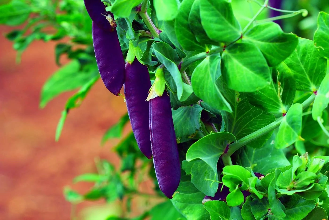 Purple Pod Pea Seeds - 10 Heirloom Non-GMO Pisum sativum for Easy Gardening