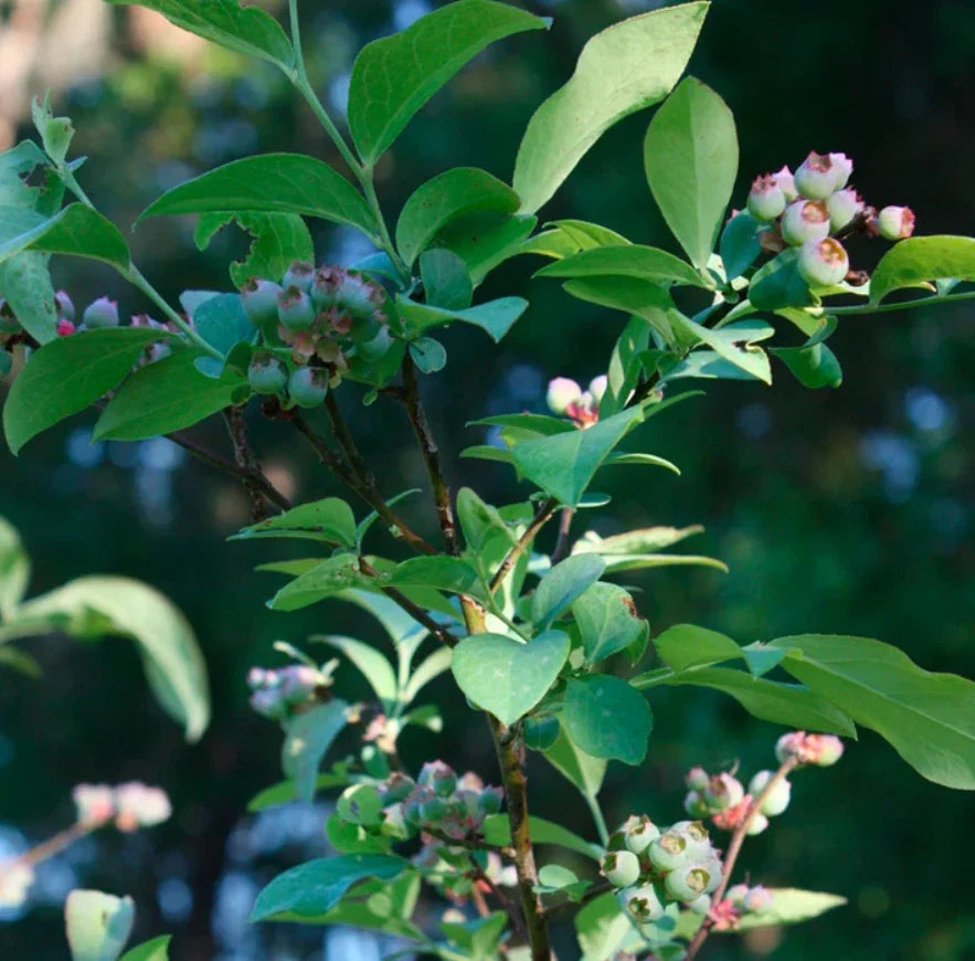 Live Biloxi Blueberry Plant – Soil-Wrapped Roots – Vaccinium corymbosum 'Biloxi' – Fruitful, Easy-to-Grow Shrub for Gardens