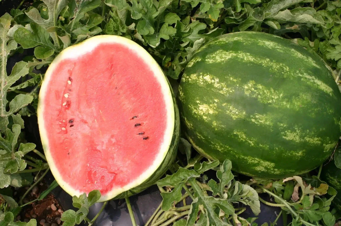 Top Gun Watermelon Seeds - Pack of 50+ Citrullus lanatus Non-GMO Garden Planting for Juicy Melons
