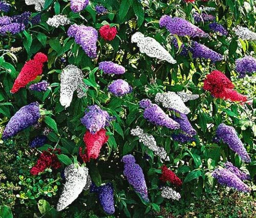 Butterfly Bush Seeds - 200 Mixed Colors - Buddleia Davidii 'Jocadew' - Pollinator Friendly, Full Sun, Low Maintenance