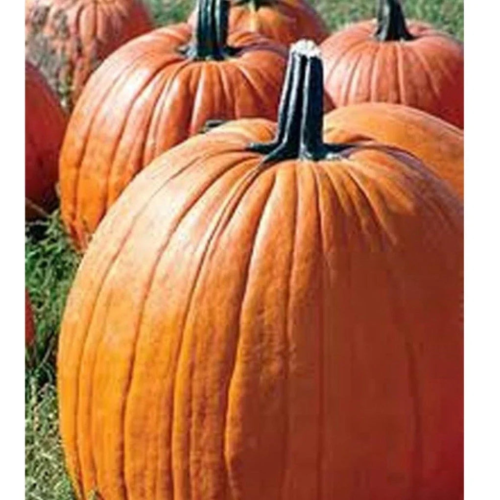 Big Max Pumpkin Seeds - Organic Heirloom Cucurbita maxima for Giant Pumpkins, Home Garden, 15+ Seeds