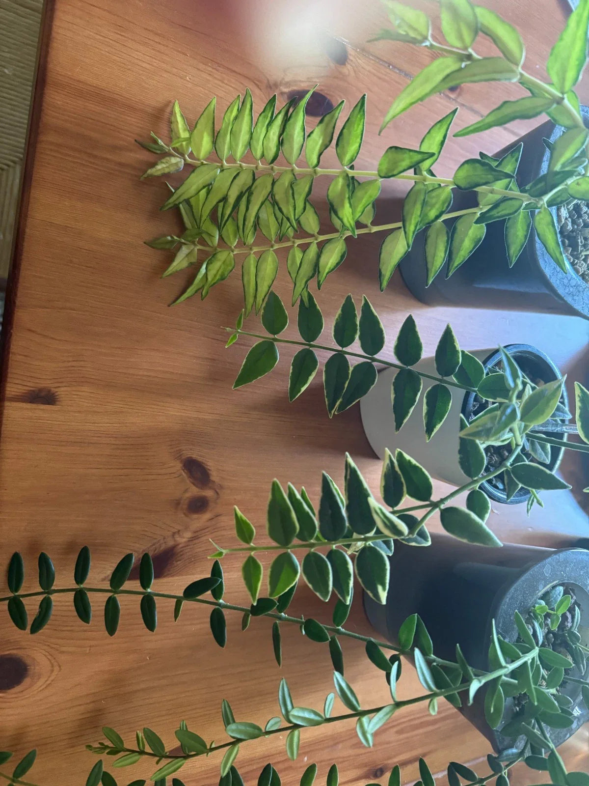 Hoya Plant Bundle - Variegated Hoya Bella & Engleriana Cuttings - Indoor Houseplants for Home Decor