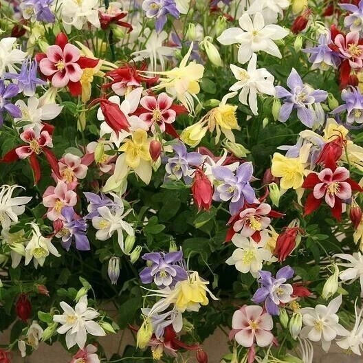500+ Wildflower Mix Seeds - Shade Tolerant Perennial Pollinator Friendly Non-GMO Heirloom
