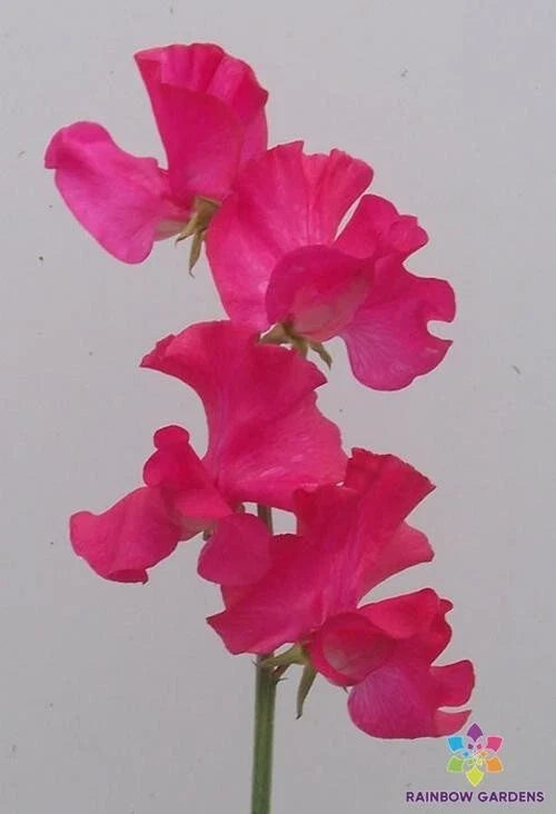 Sweet Pea Seeds - 50+ Judith Wilkinson Variety - Fragrant Climbing Flower - Lathyrus odoratus - Garden Planting Seeds