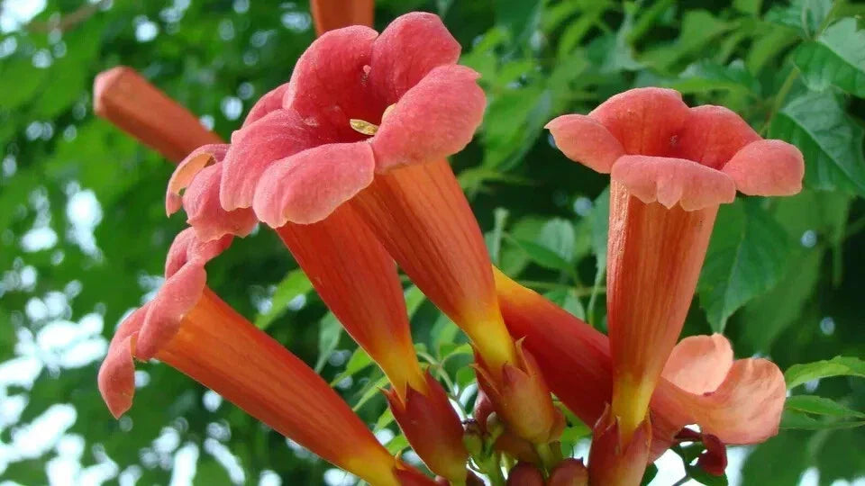 Red Trumpet Creeper Seeds - 50 Count | Campsis radicans Hummingbird Vine 2024