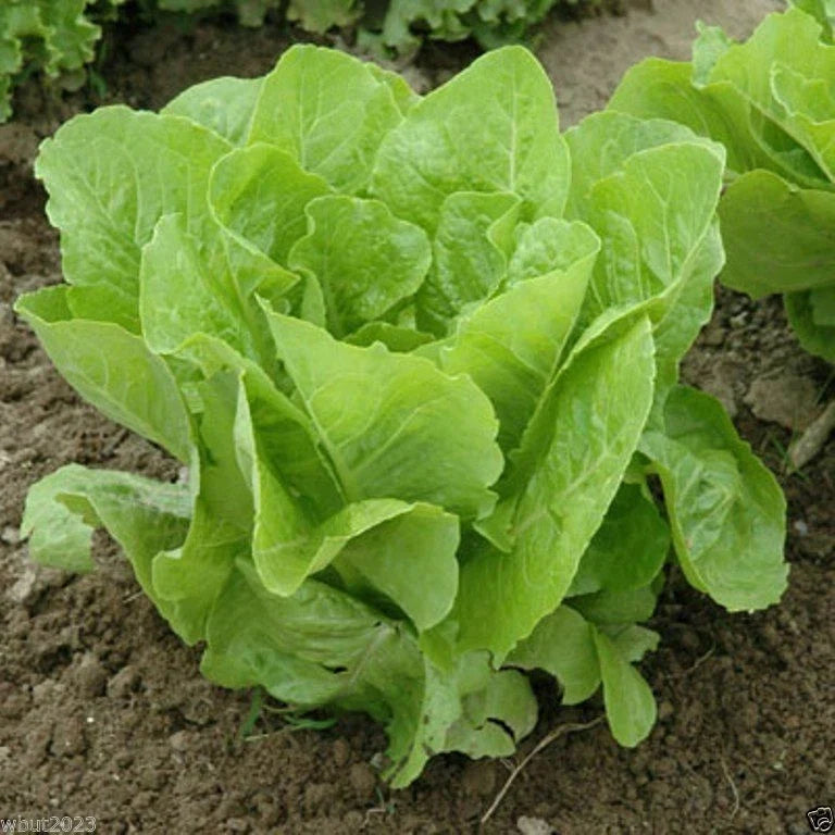 Jericho Romaine Lettuce Seeds – Non-GMO Lactuca sativa for Home Garden, Salad Greens, Container Planting