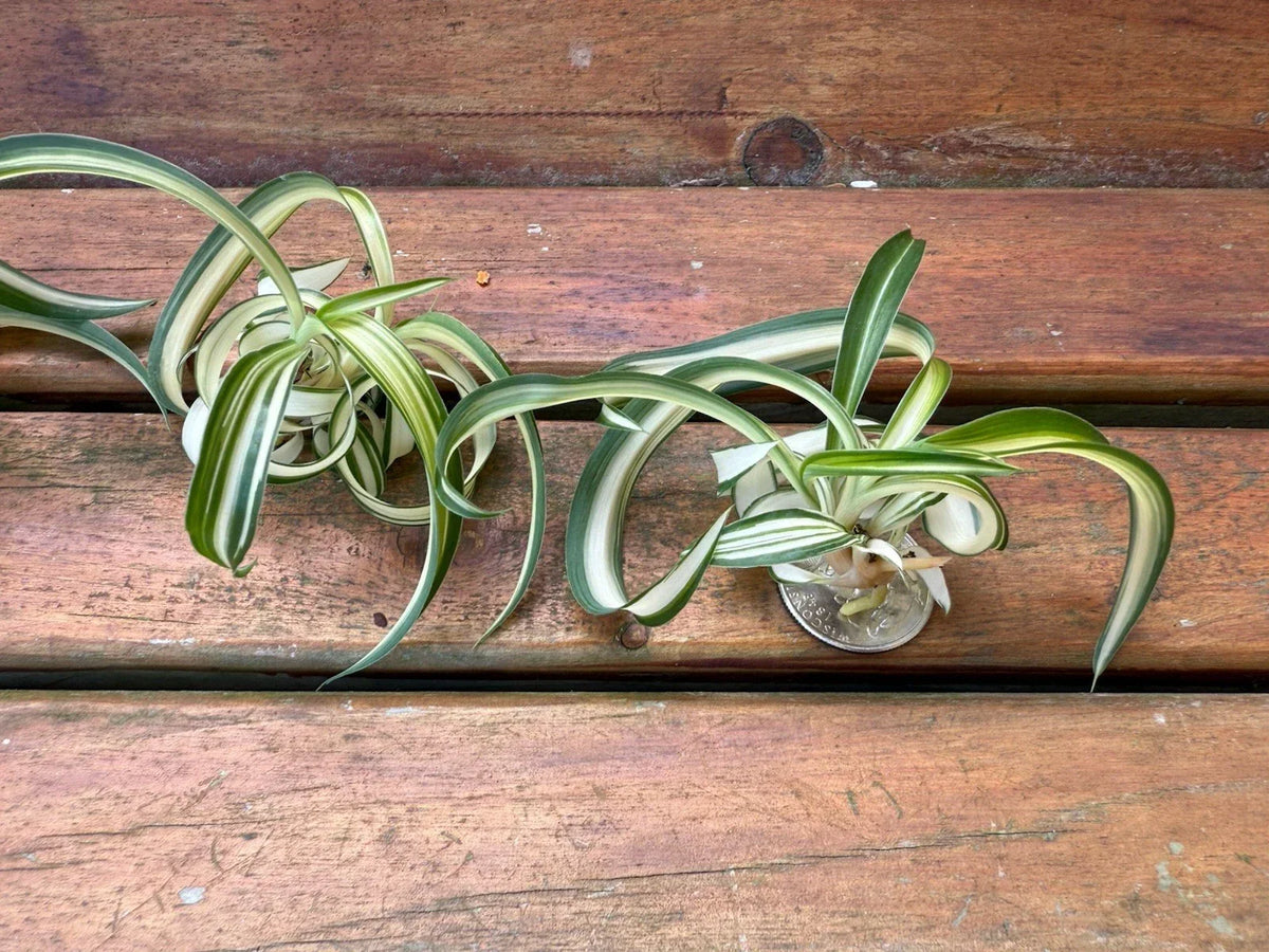 Variegated Bonnie Curly Spider Plant Cuttings - 2 Live Chlorophytum Comosum Plants for Indoor Gardening