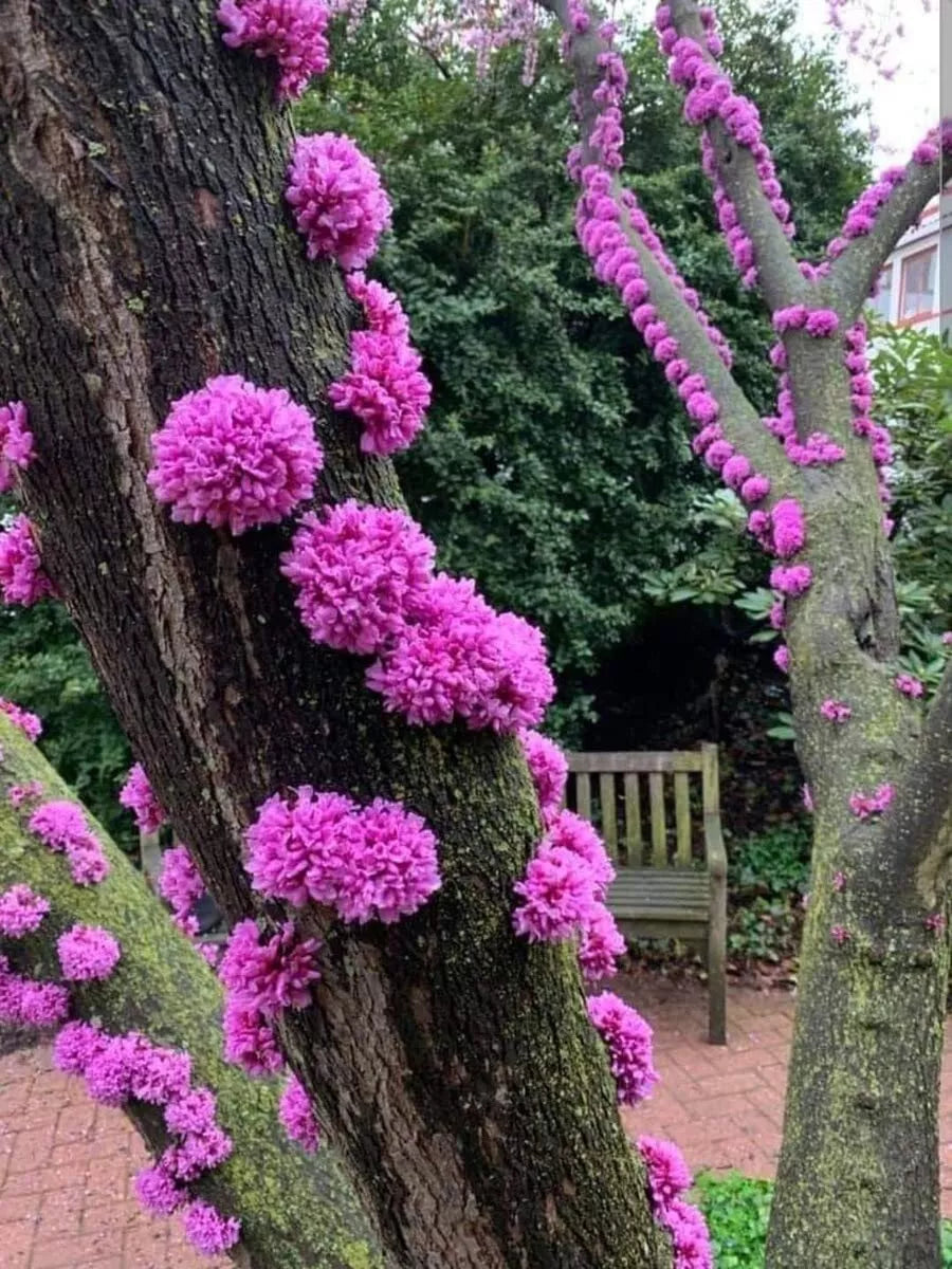 Judas Tree Seeds 20 Pack - Flowering Cercis siliquastrum for Yard Garden or Bonsai