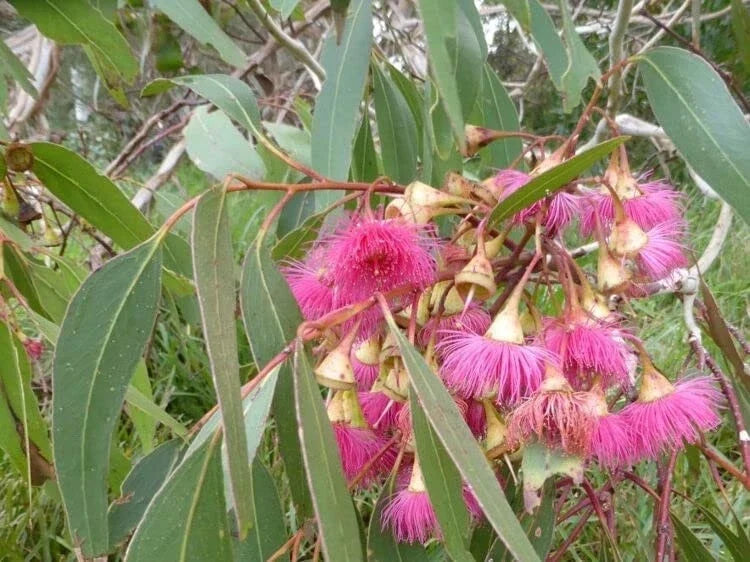 Large Fruited Gum Seeds - Eucalyptus leucoxylon - Australian Native Tree Seeds for Planting, Fast-Growing Evergreen Seed Pack