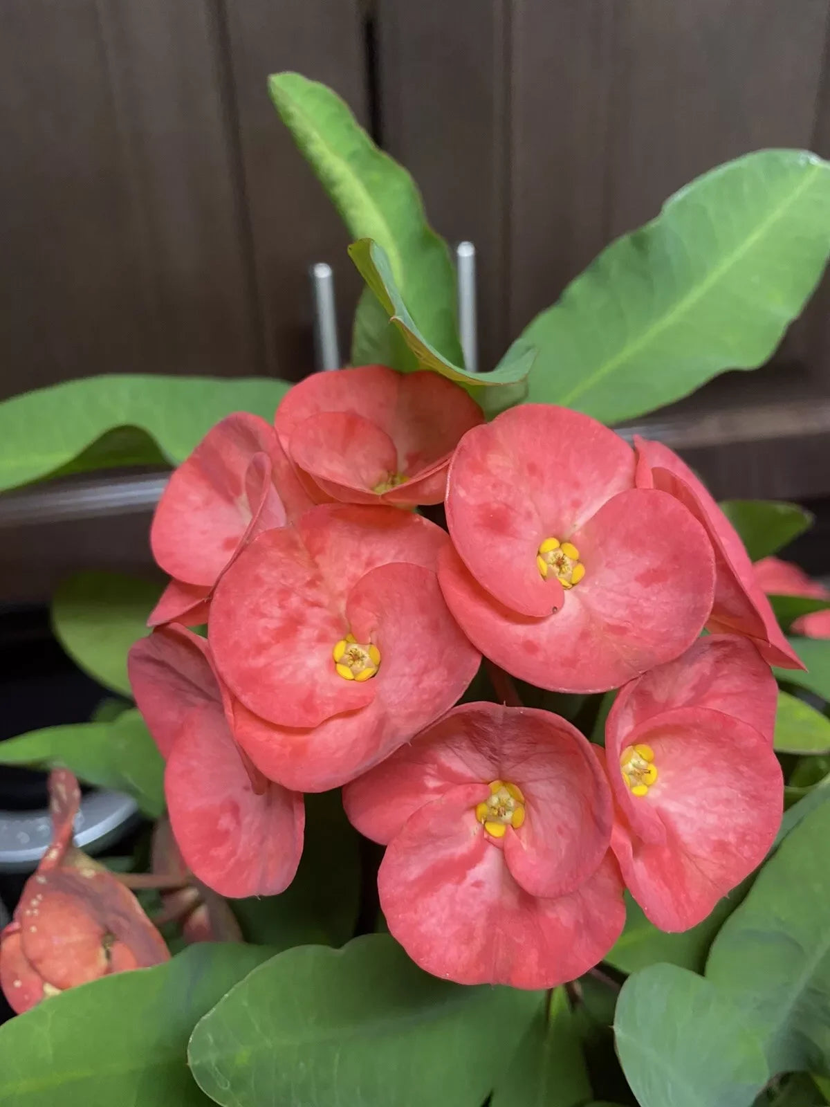 Coral Pink Crown of Thorns Cutting - Large Bloom, Euphorbia milii, Succulent Plant Propagation, Drought-Tolerant Indoor Outdoor